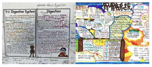 Another student work sample of a bilingual culminating task: G4 Science unit on the body systems (learn the digestive system in English and learn the skeletal system in Chinese)